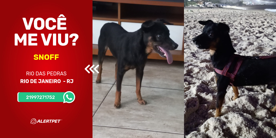 Cachorro Perdido Rio De Janeiro Rj Snoff Alertpet