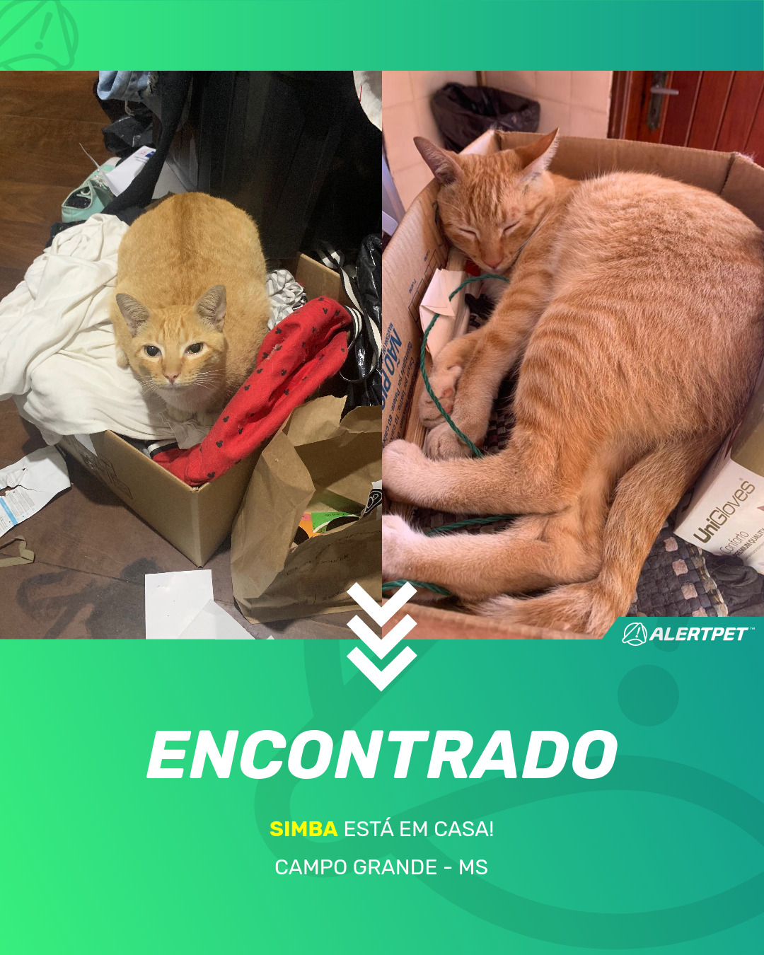 Gato Encontrado Sao Paulo SP Gabi AlertPet