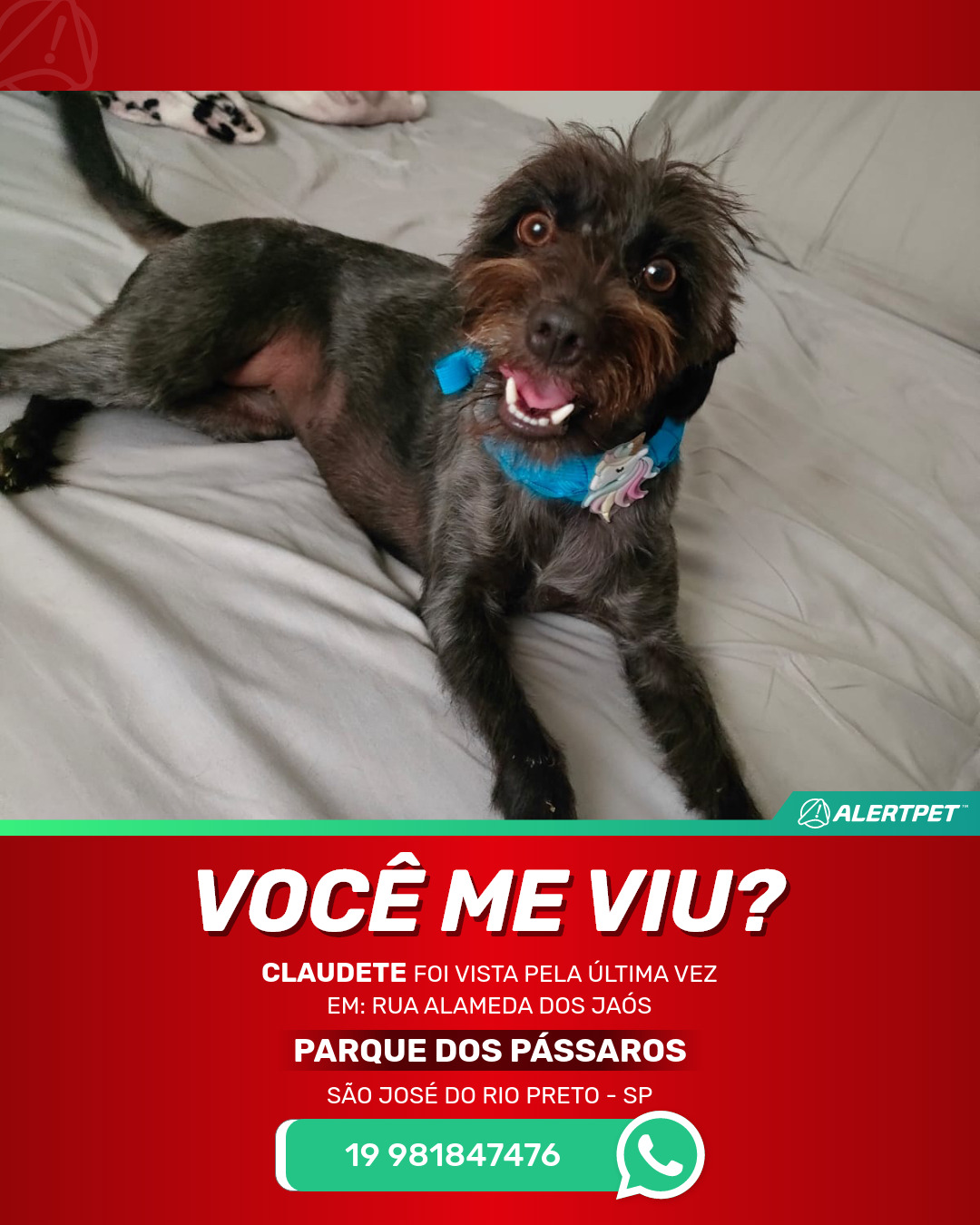 Cachorro Perdido S O Jos Do Rio Preto Sp Claudete Alertpet