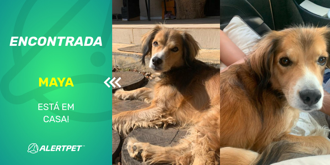 Cachorro Encontrado São Paulo SP Maya AlertPet