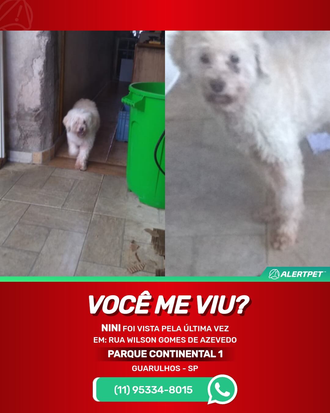 Cachorro desaparecido Guarulhos