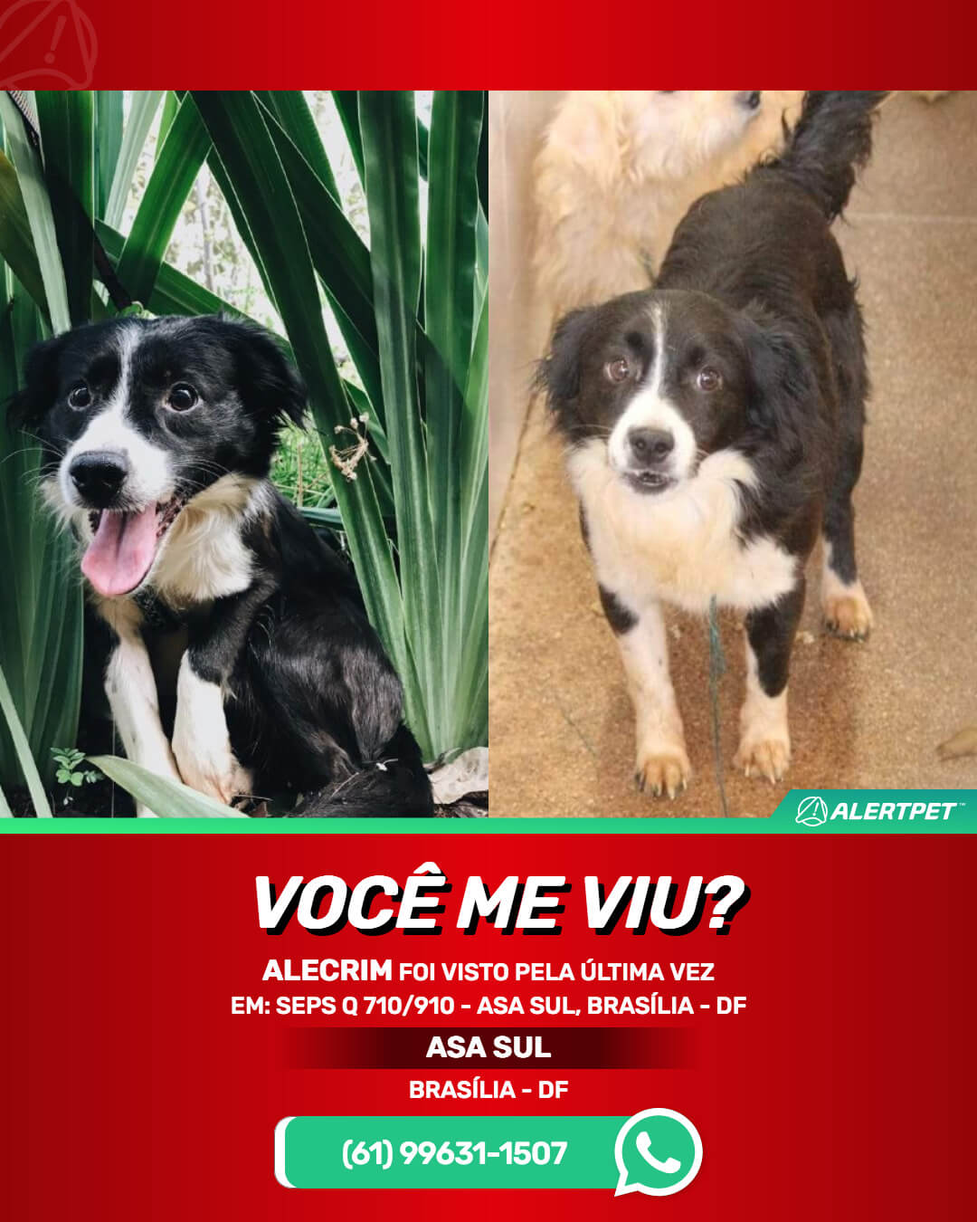 cachorro perdido desaparecido brasilia asa sul