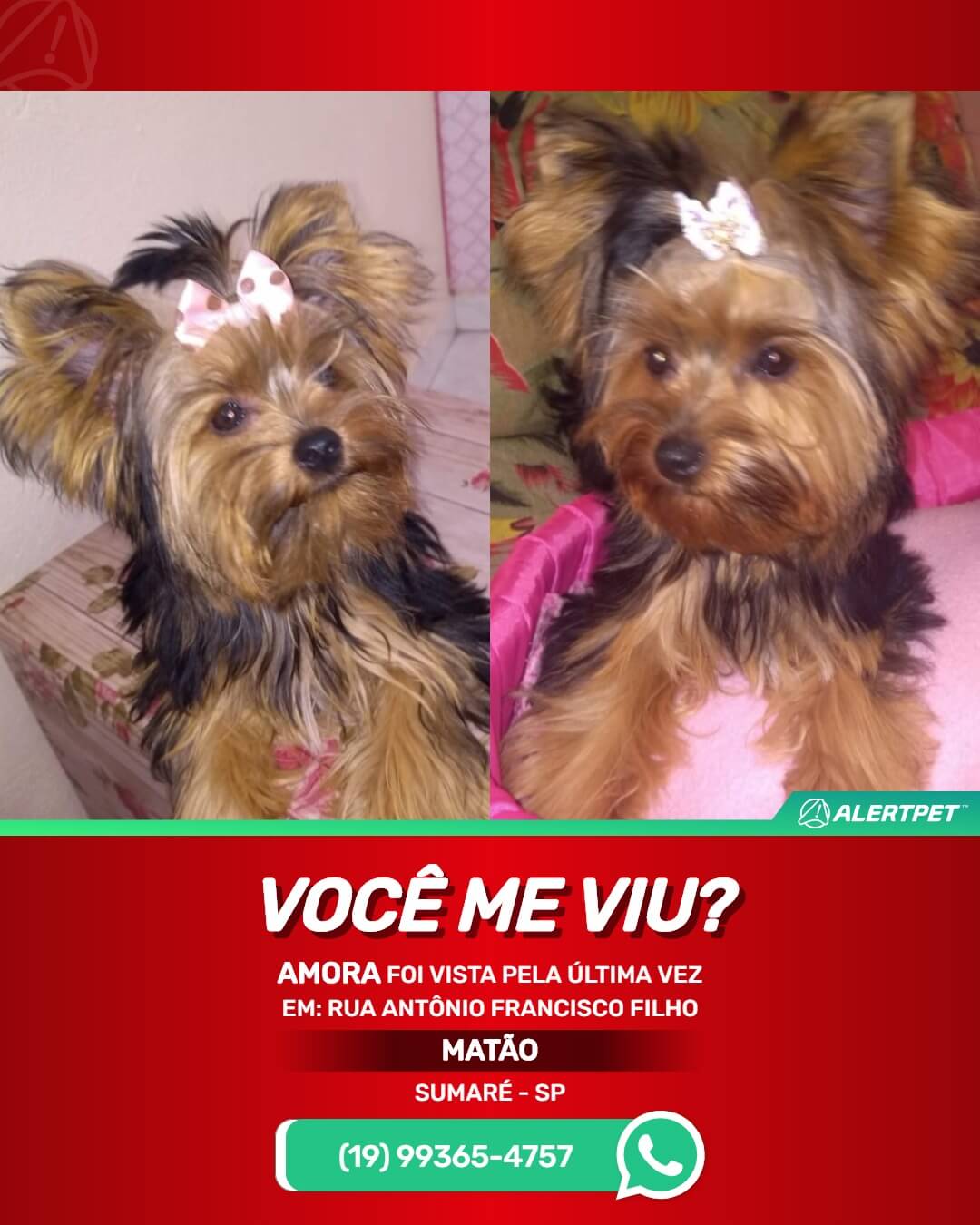 yorkshire perdida em sumaré bairro matão