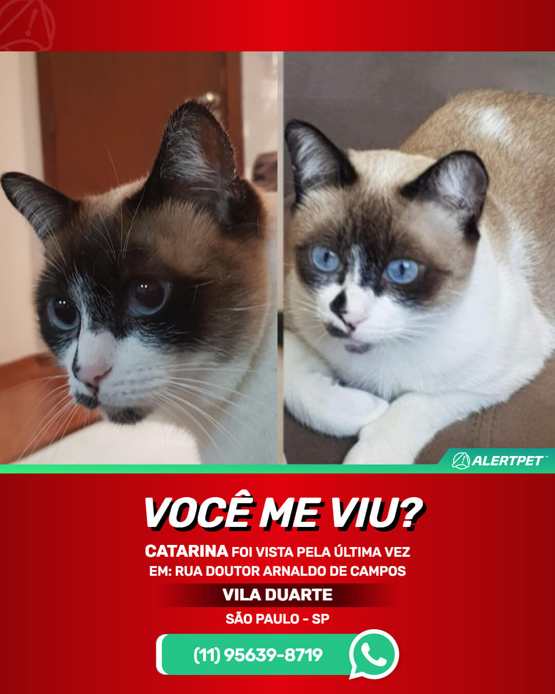 Gata desaparecida São Paulo Zona Norte