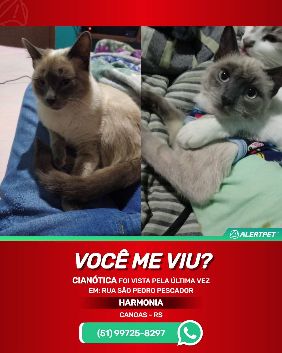 Gata perdida Canoas RS