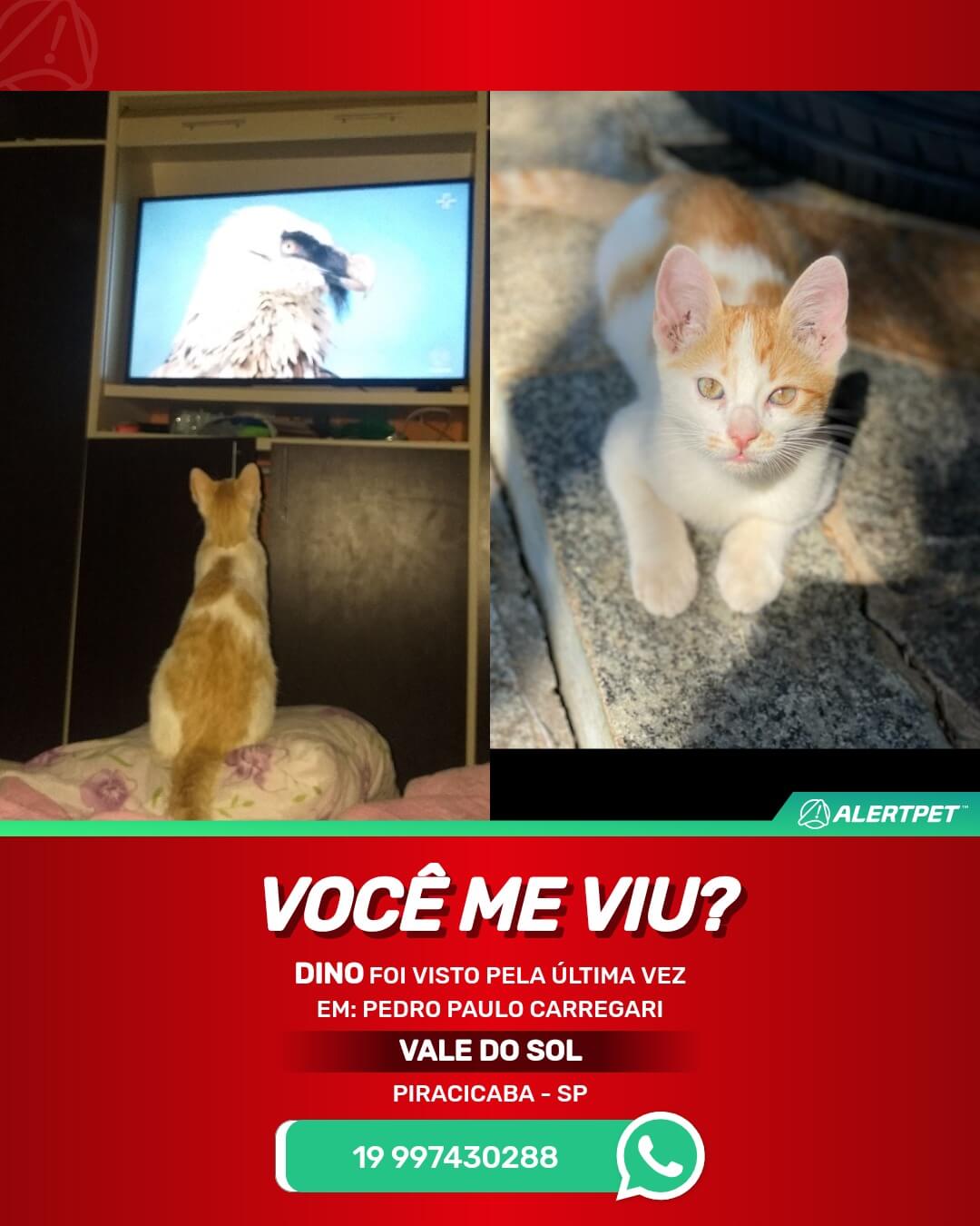 gato perdido em piracicaba