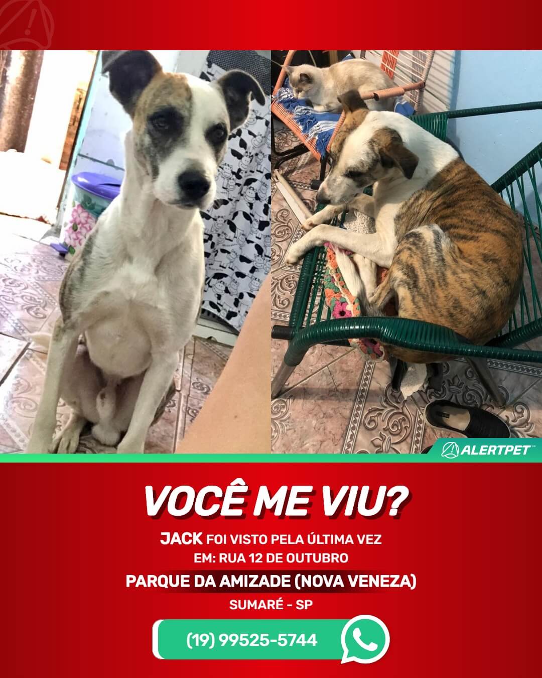 Cachorro perdido em Sumaré
