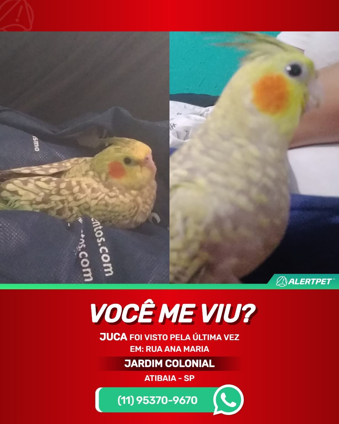 calopsita perdida atibaia