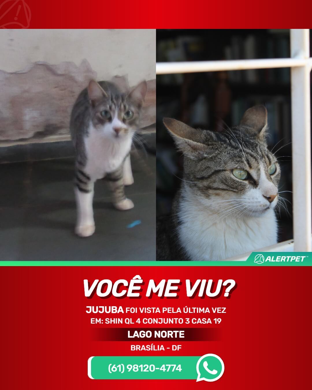 gata perdida desaparecida lago norte brasilia