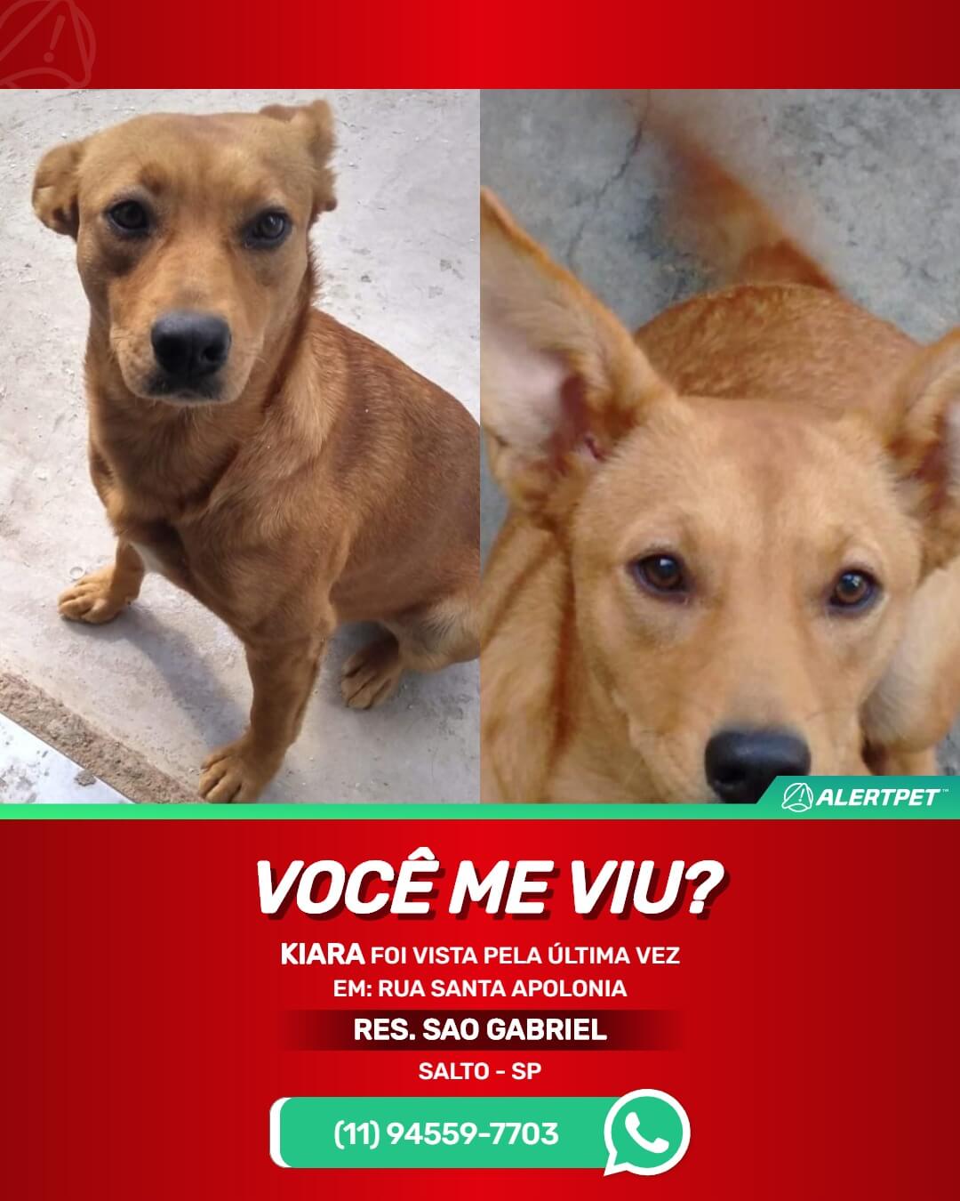 kiara cachorro perdido salto