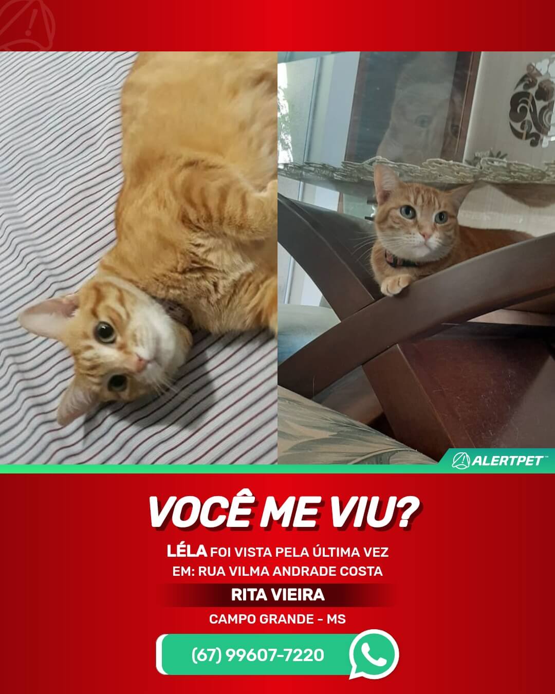 gato-perdido-campo-grande-ms