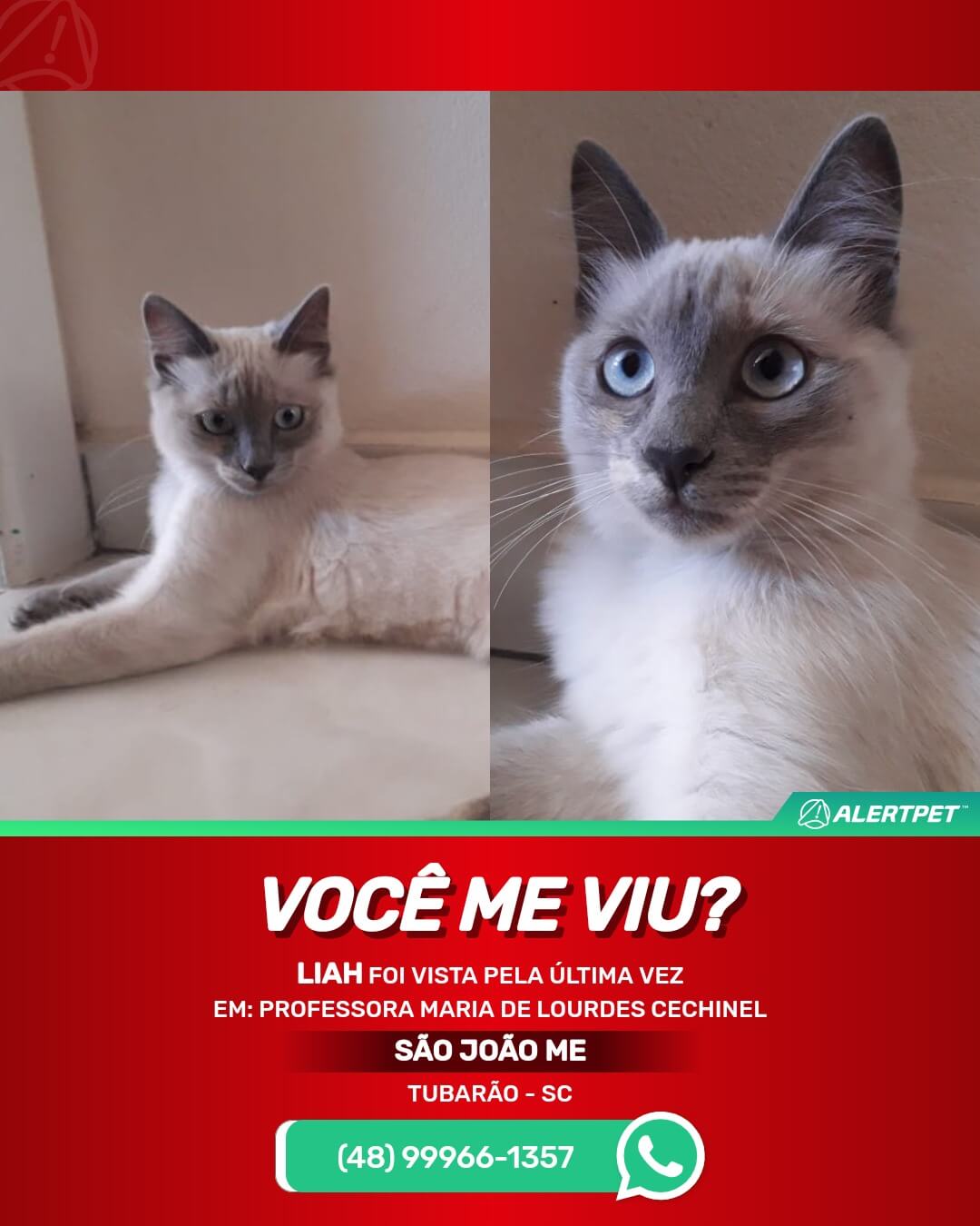 liah gata perdida desaparecida tubarao sao joao