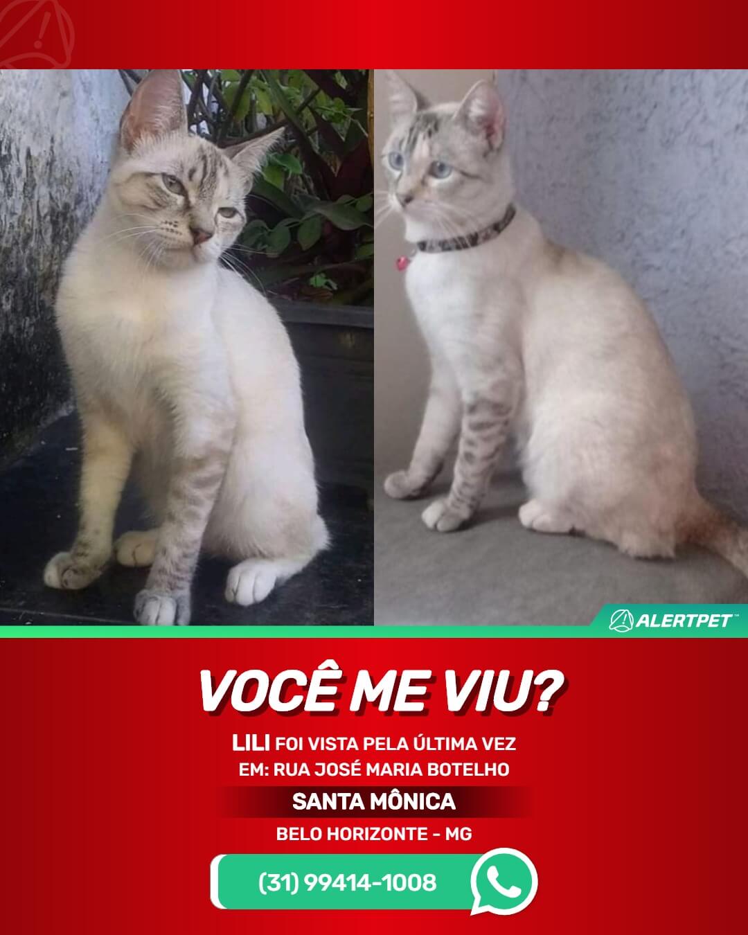 gata-perdida-belo-horizonte-mg