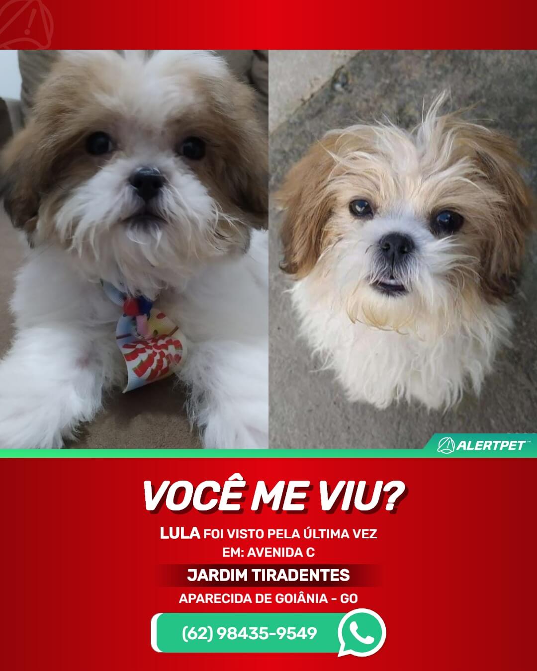 cachorro-perdido-aparecida-de-goiania-cachorro-desaparecido