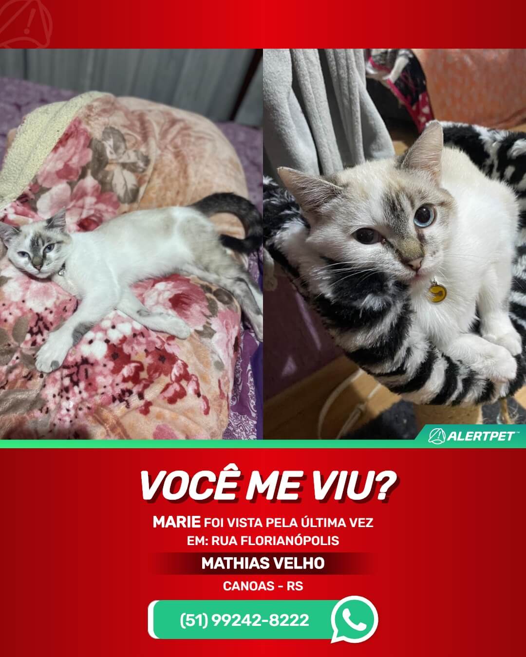 Gata perdida Canoas RS