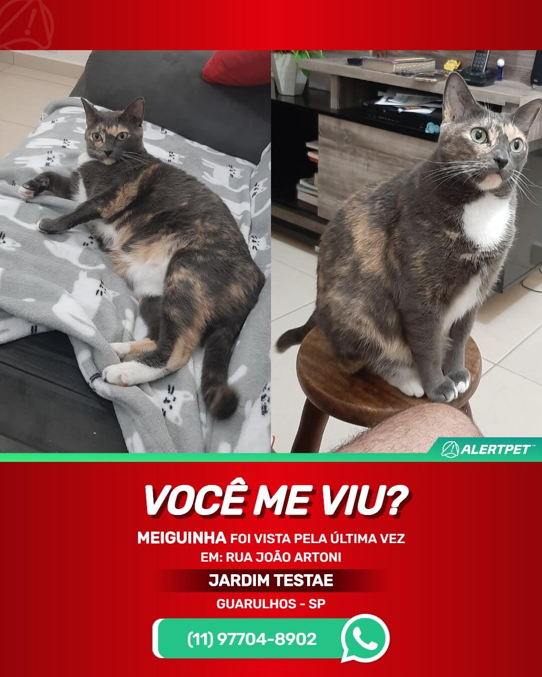 gata perdida em guarulhos