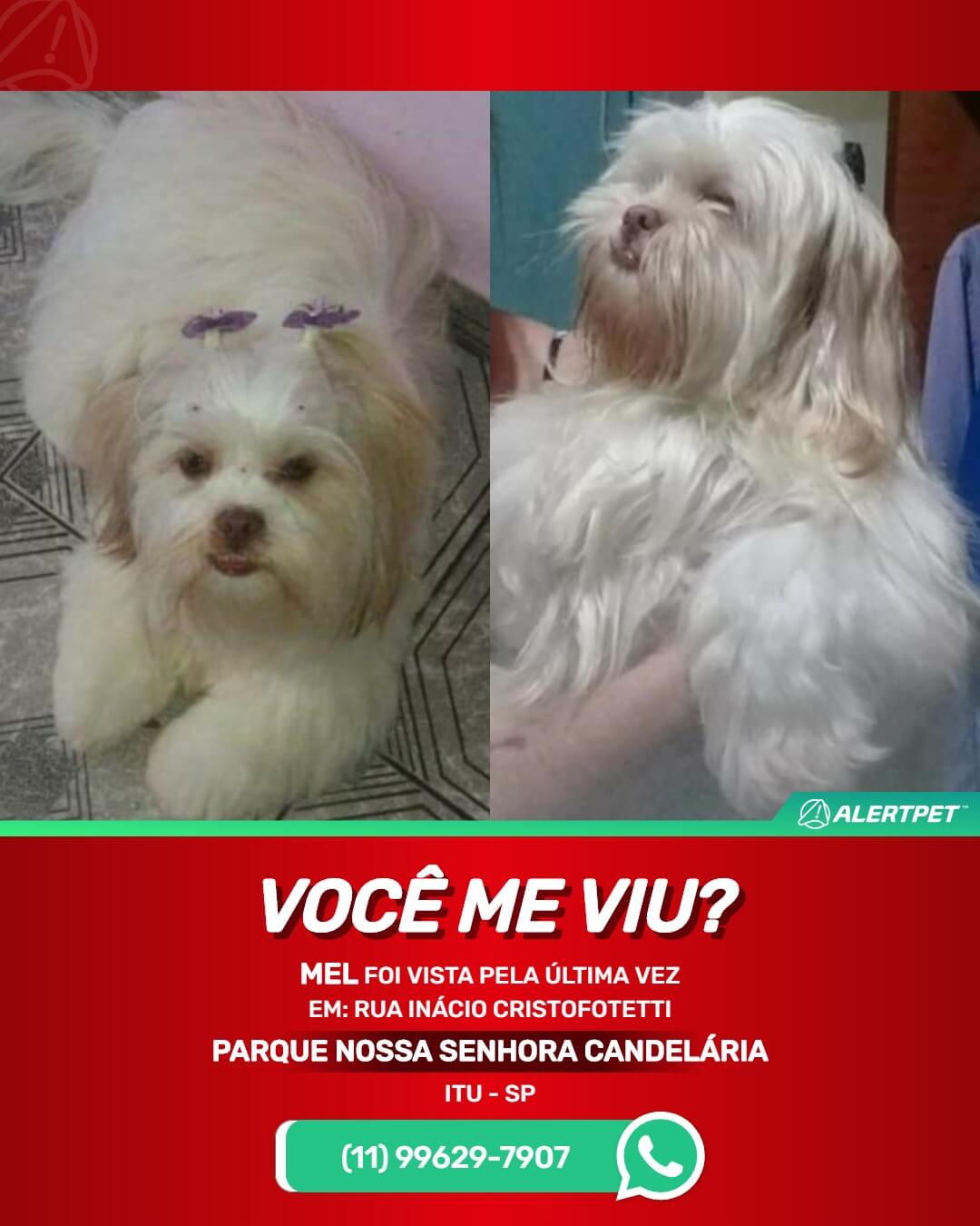 mel shitzu perdido perdida desaparecido desaparecida itu