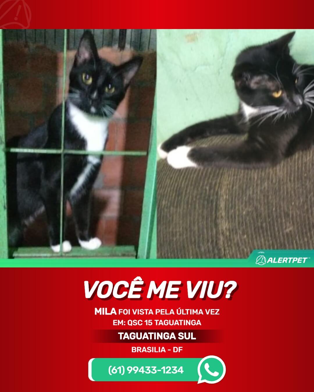 mila gata perdida desaparecida brasilia taguatinga sul