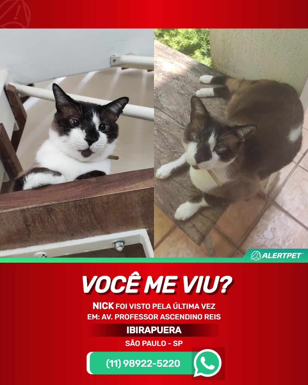 gato perdido ibirapuera são paulo