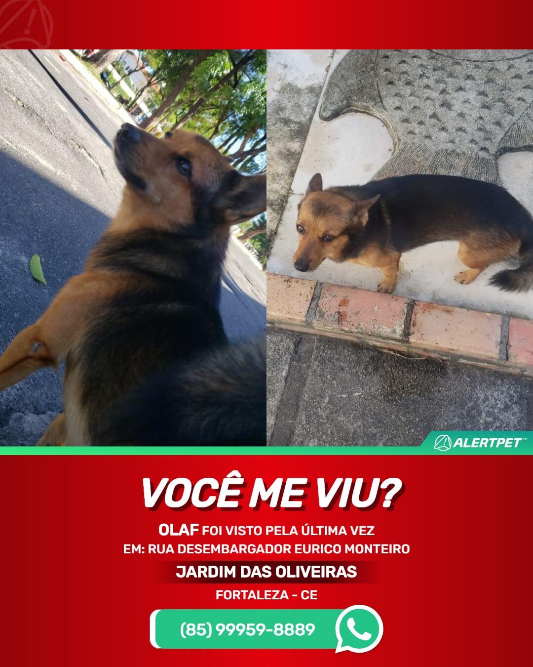 cachorro perdido desaparecido fortaleza