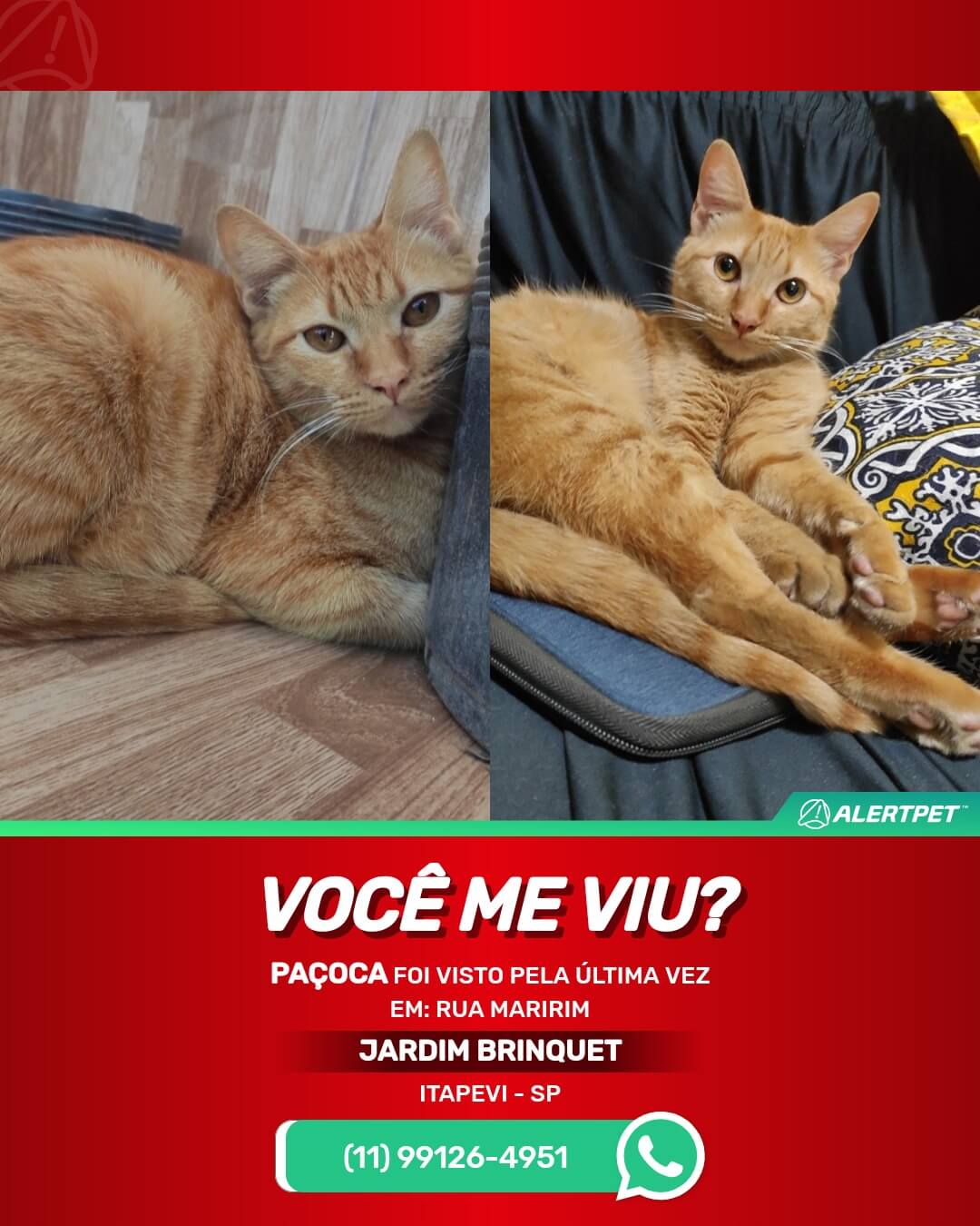 gato perdido em itapevi