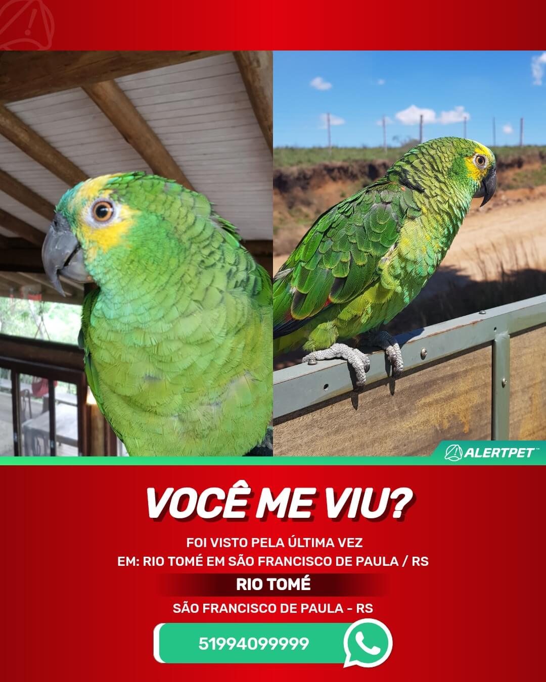 papagaio desaparecido perdido rio tome sao francisco de paula