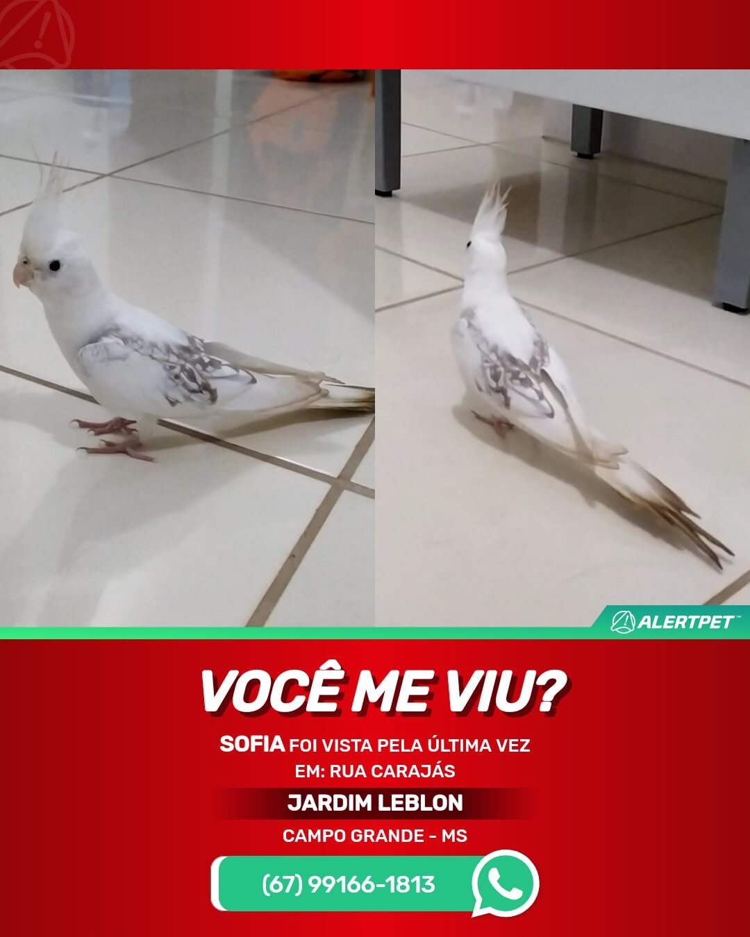 calopsita-perdida-campo-grande-ms