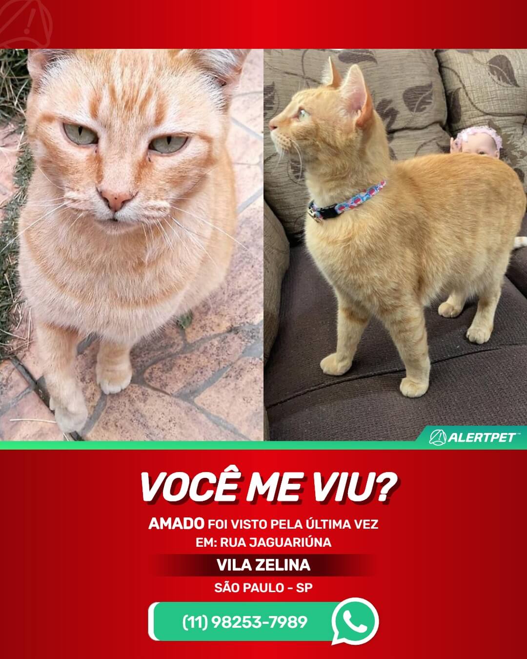 procura-se gato desaparecido em são paulo sp