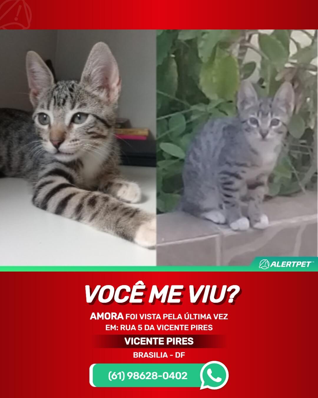 gatinha desaparecida em brasilia
