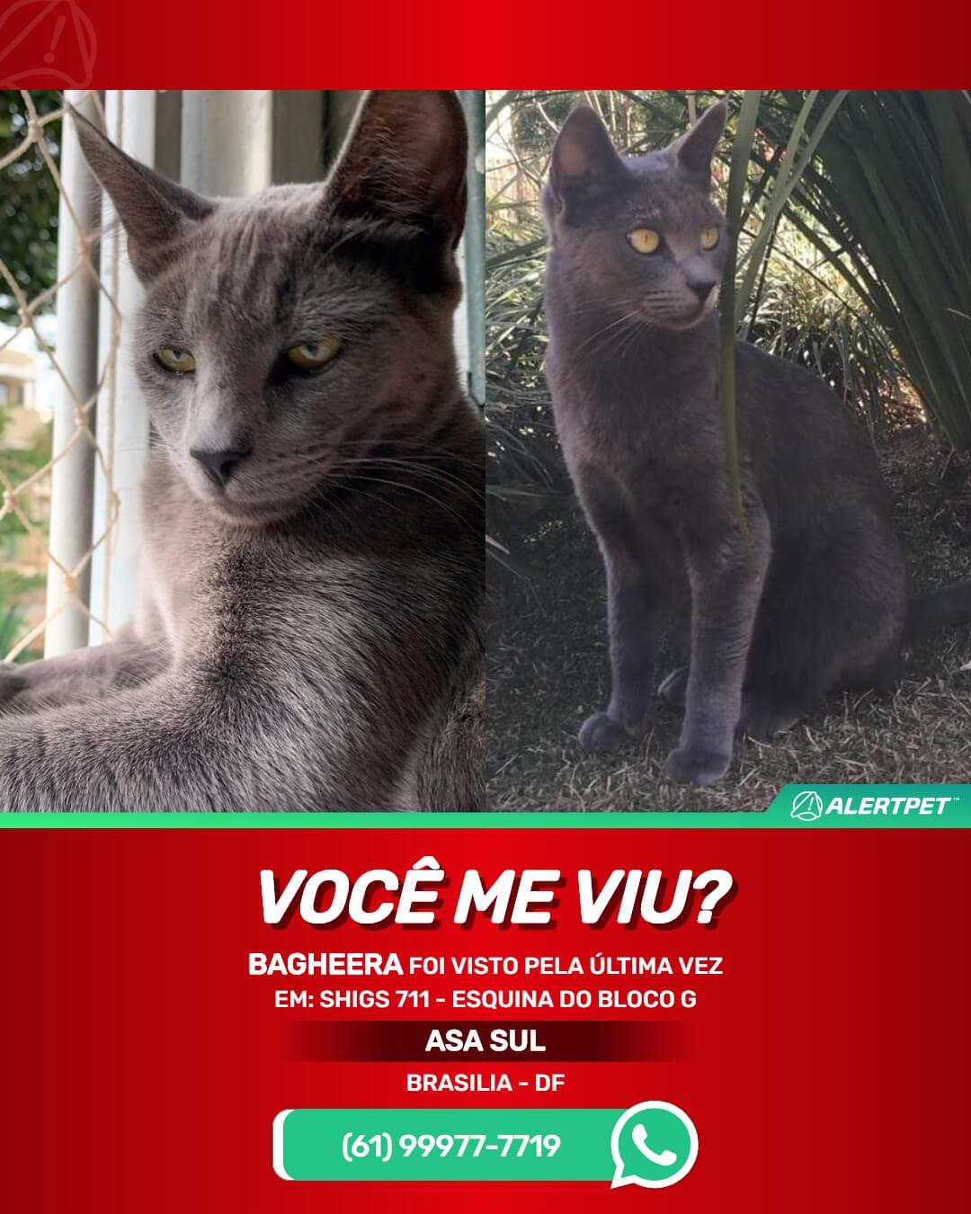gato perdido brasilia asa sul