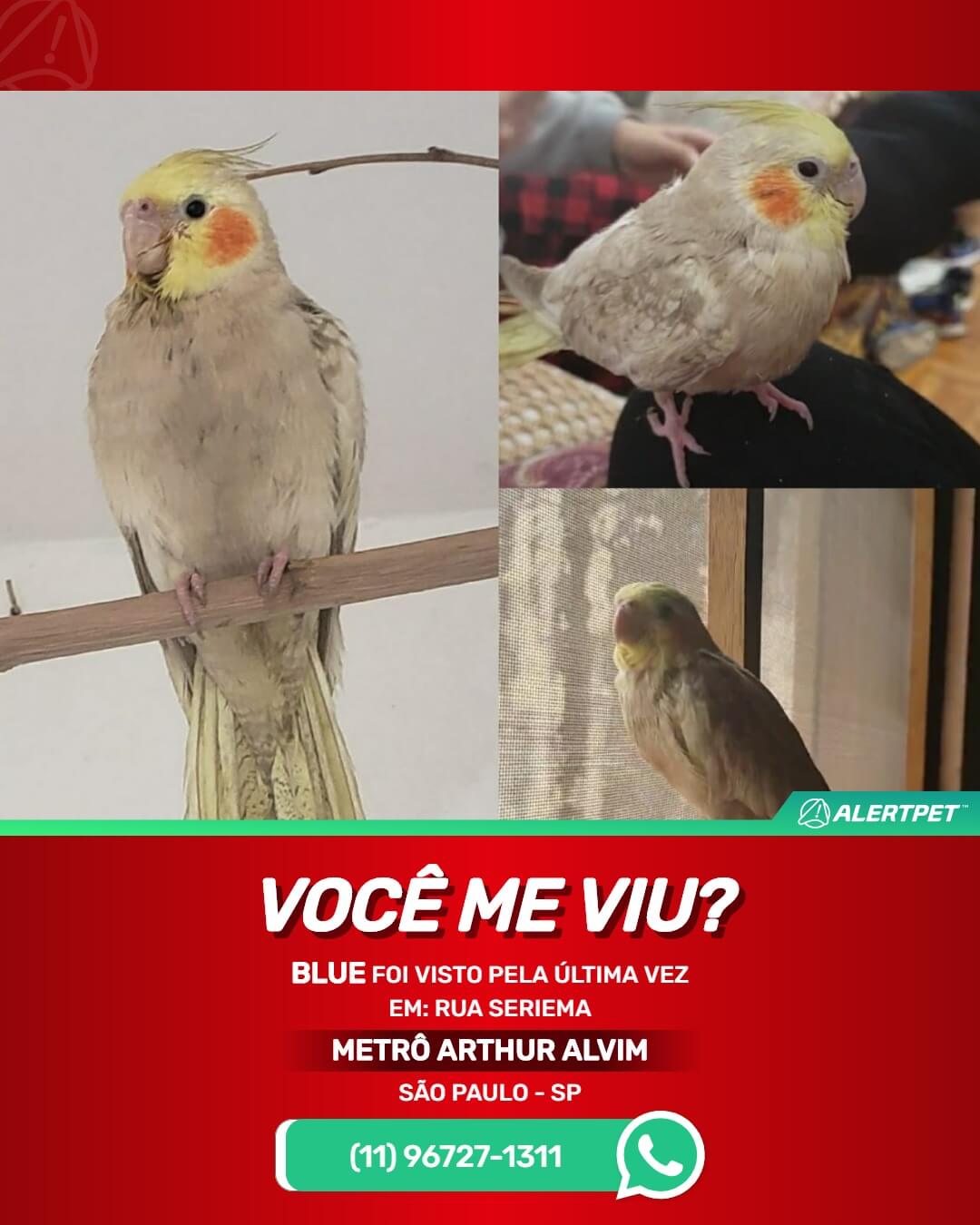 calopsita perdida em são paulo