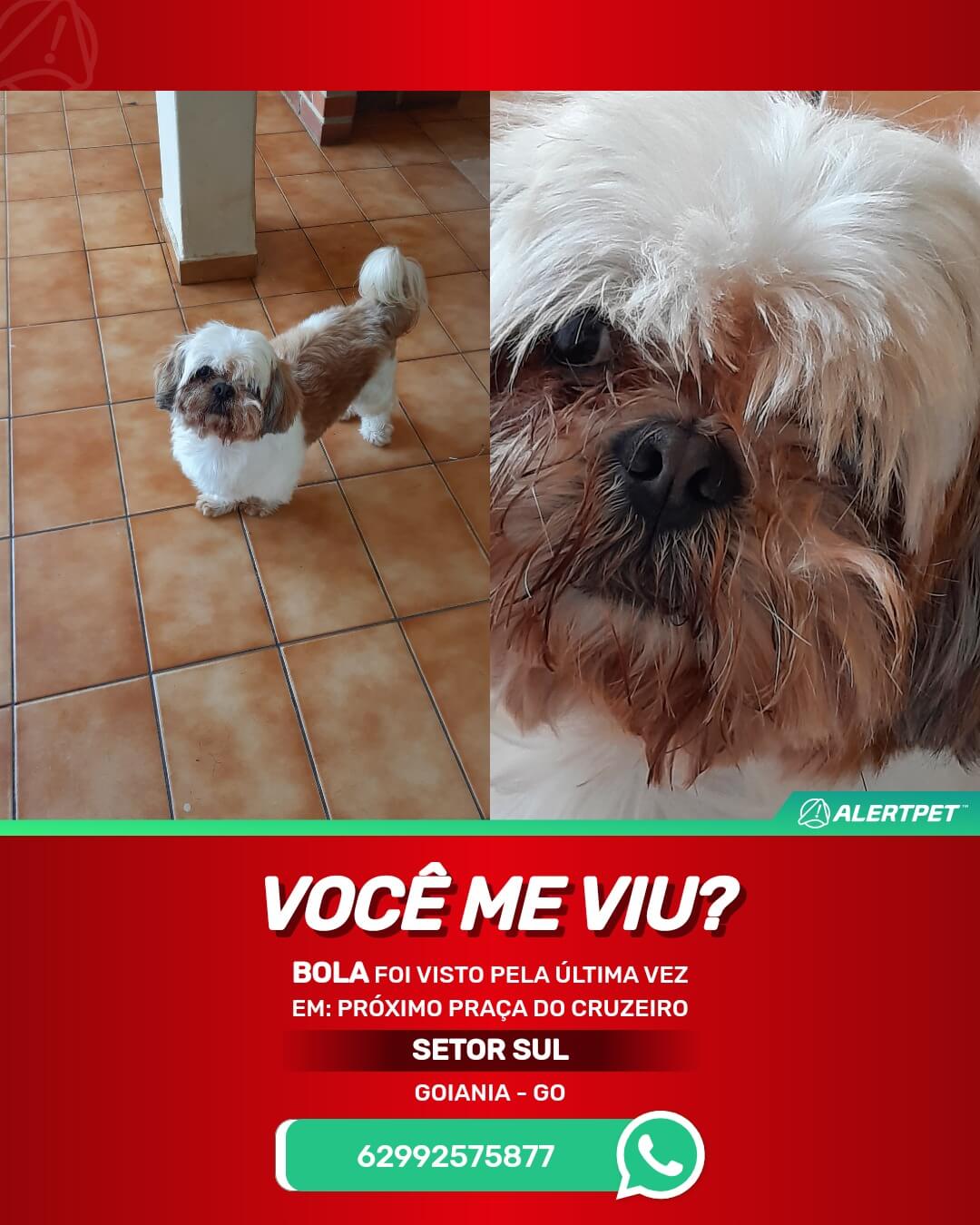 procura-se bola cachorro perdido em goiania goias