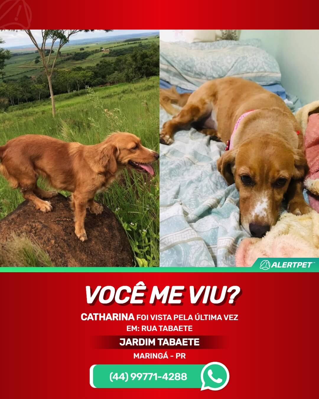 cachorra cadela desaparecida maringa