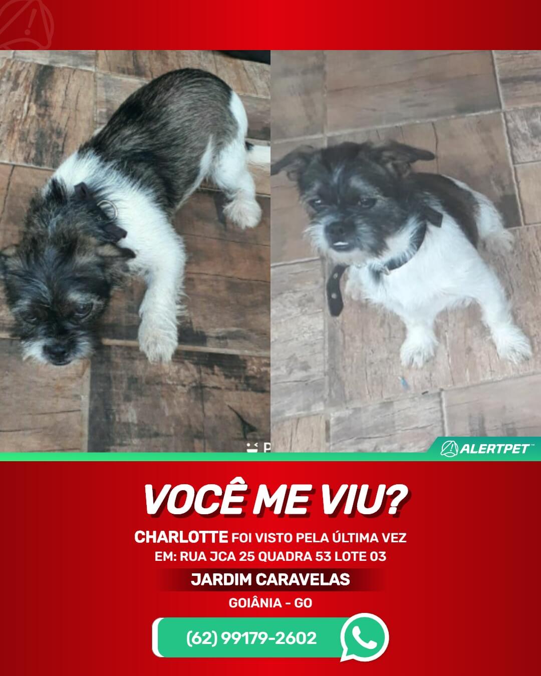 procura-se cachorro perdido em goiania go