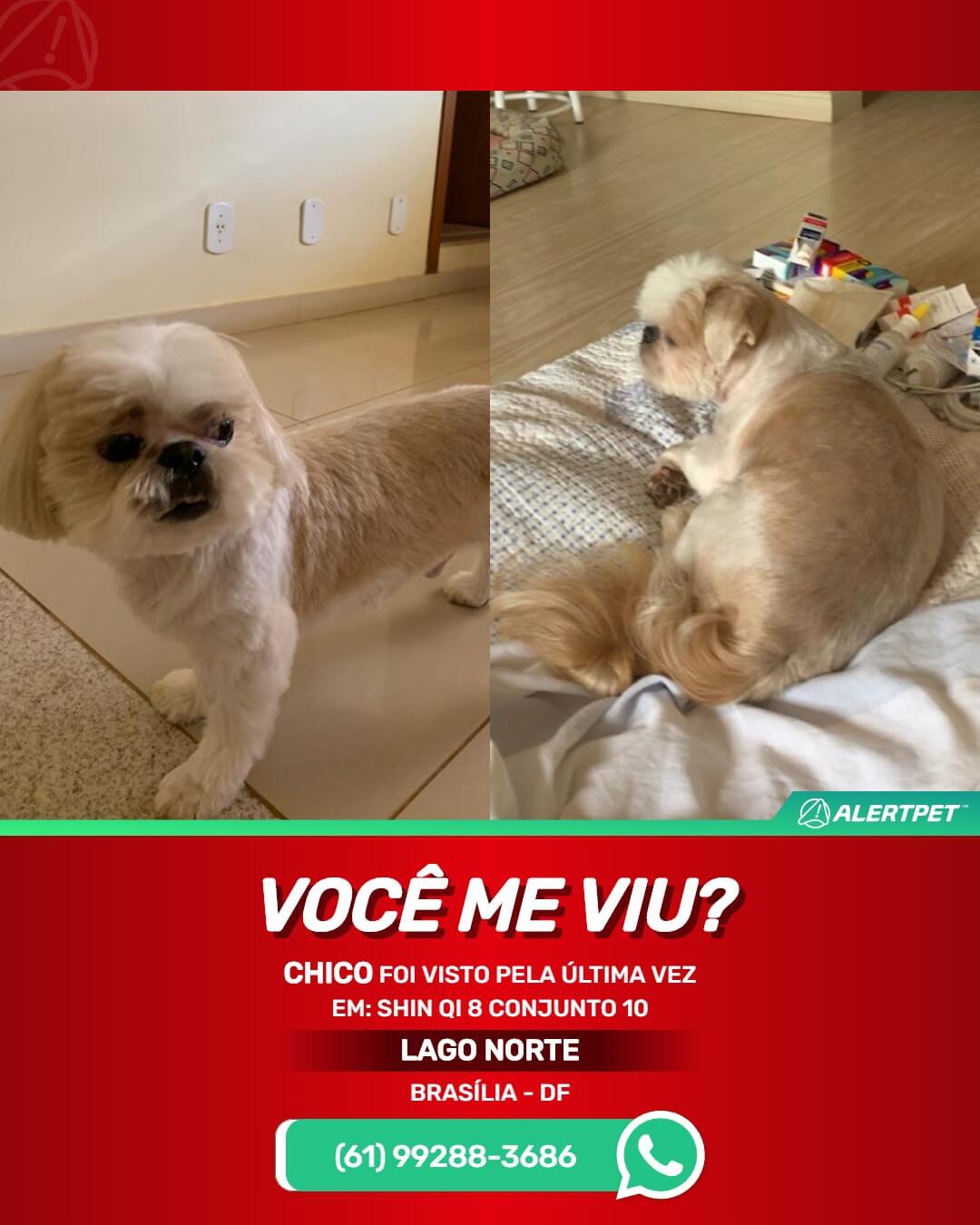 procura-se chico cachorro perdido em brasília df