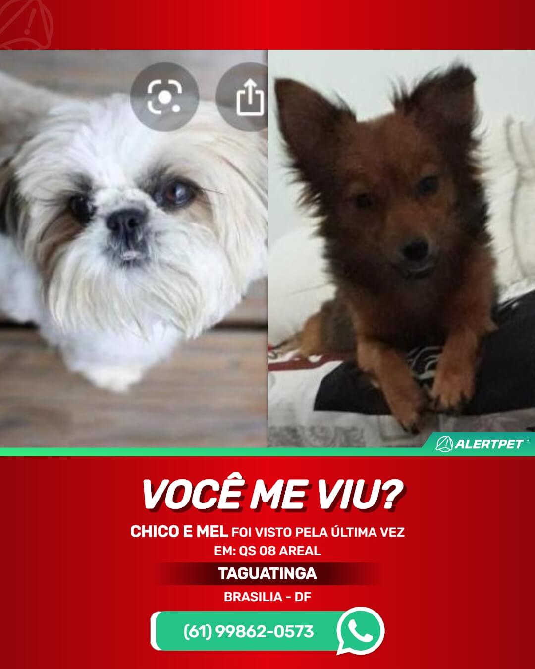 cães desaparecidos em brasilia