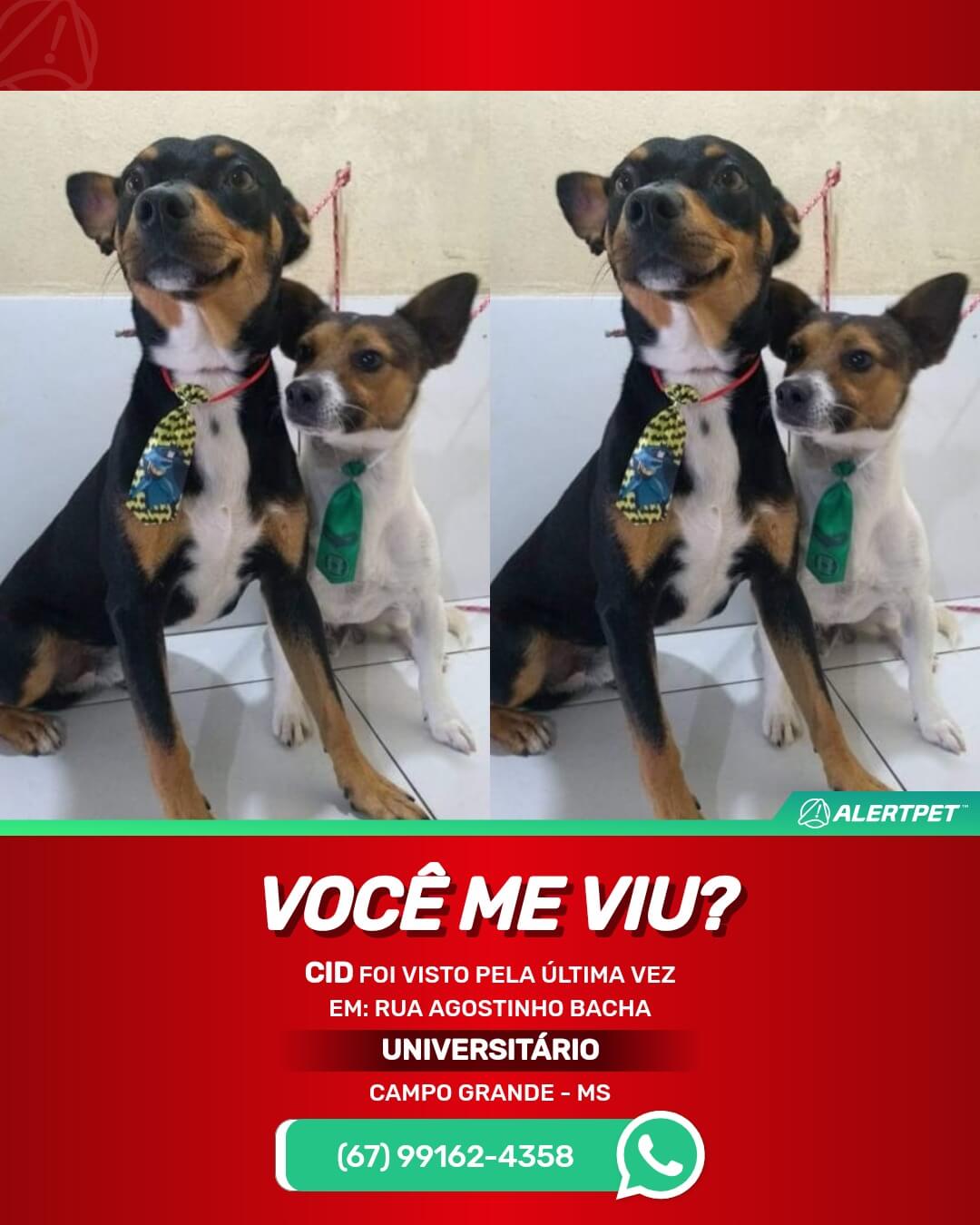 cachorro perdido em campo grande ms