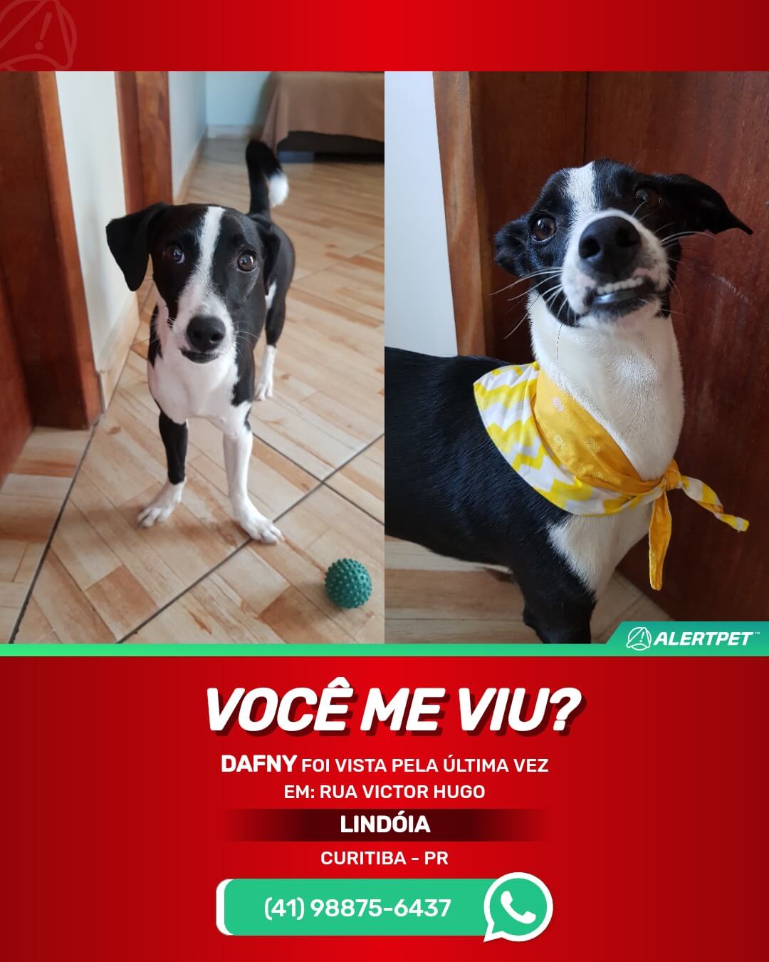 cachorra desaparecida em curitiba pr