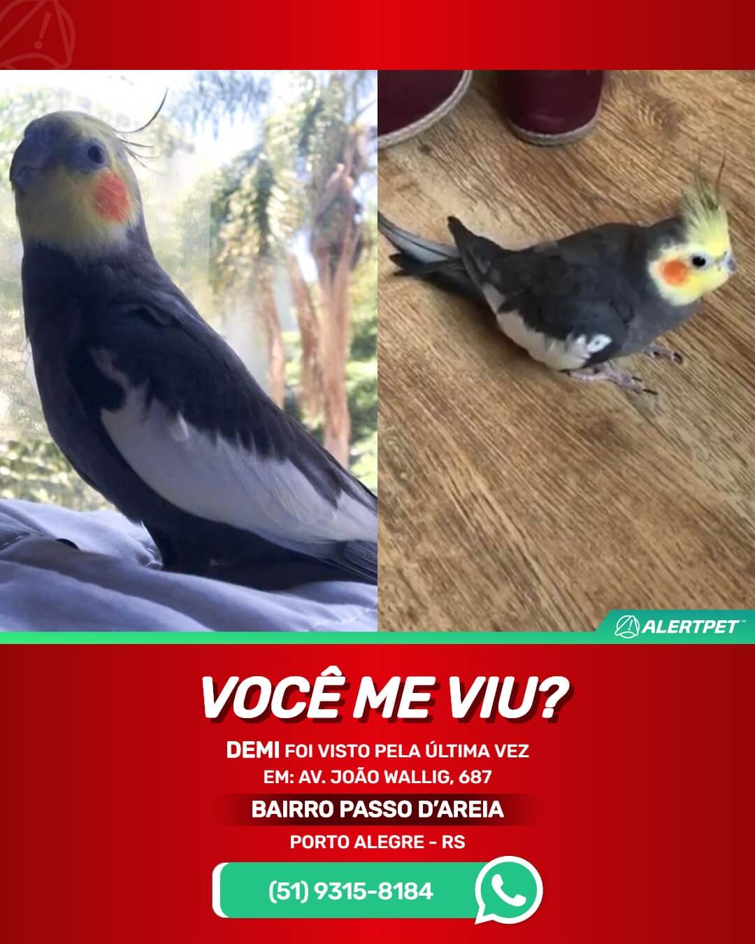 calopsita perdida desaparecida porto alegre