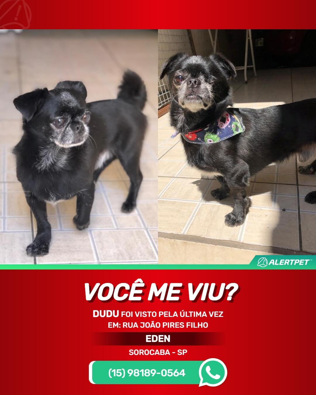 procura-se dudu cachorro desaparecido em sorocaba