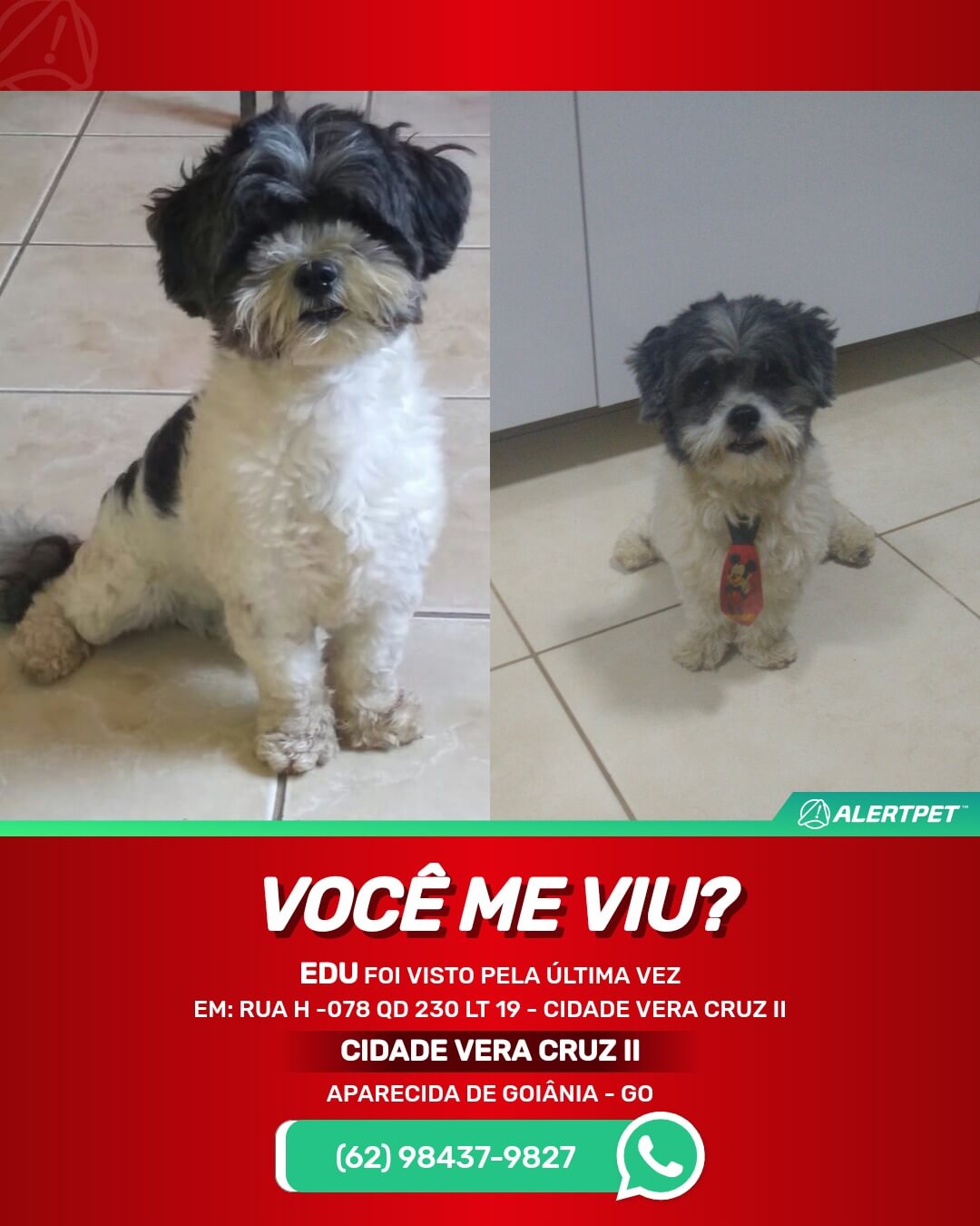 cachorro perdido em aparecida de goiania