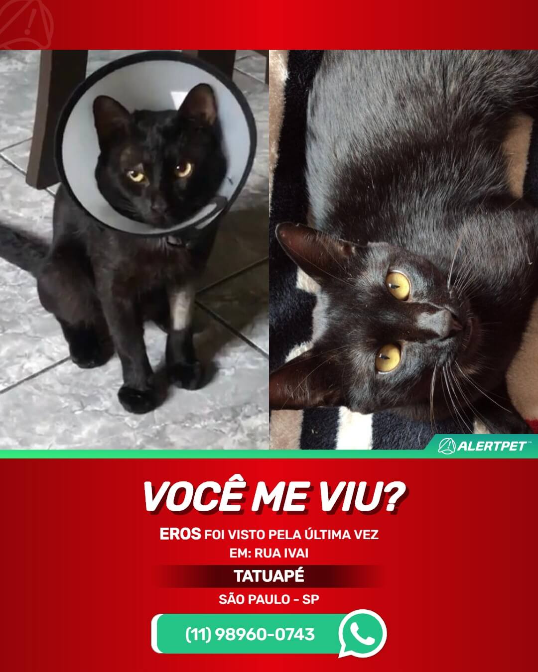 gato preto perdido em são paulo