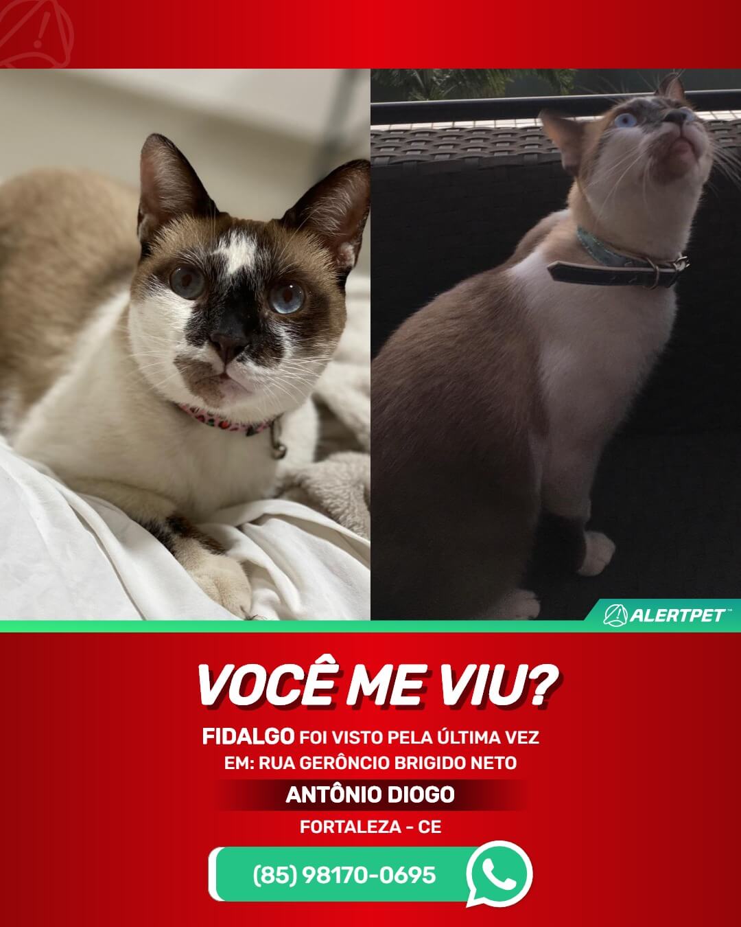 gato perdido em fortaleza
