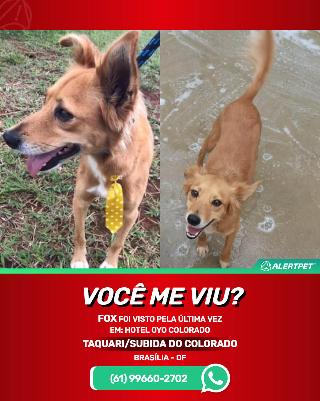 procura-se fox cachorro desaparecido em brasilia srd