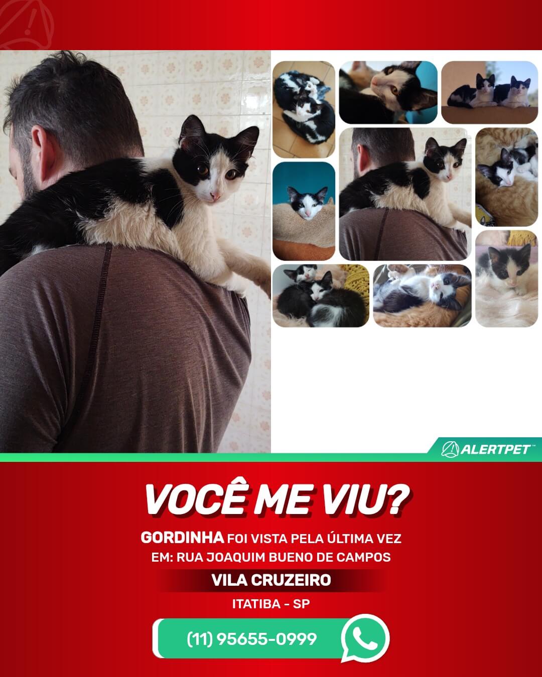 gata desaparecida em itatiba