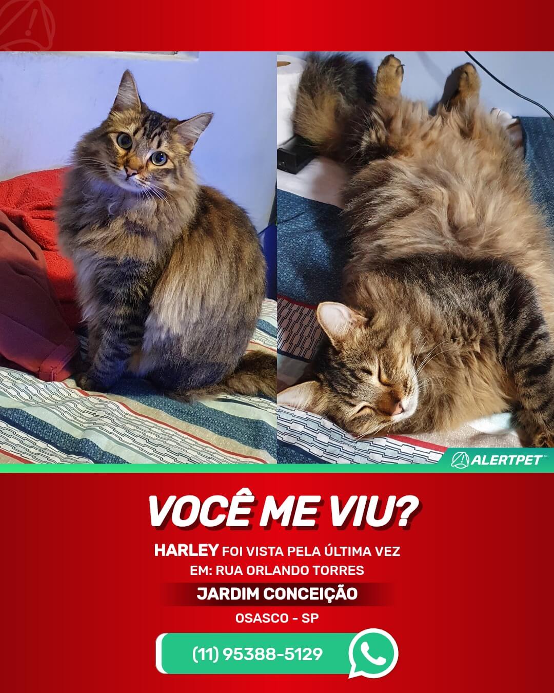 procura-se gato desaparecido em osasco sp