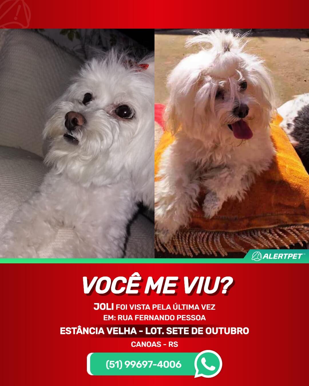 procura-se joli cachorra cadela desaparecida em canoas rs