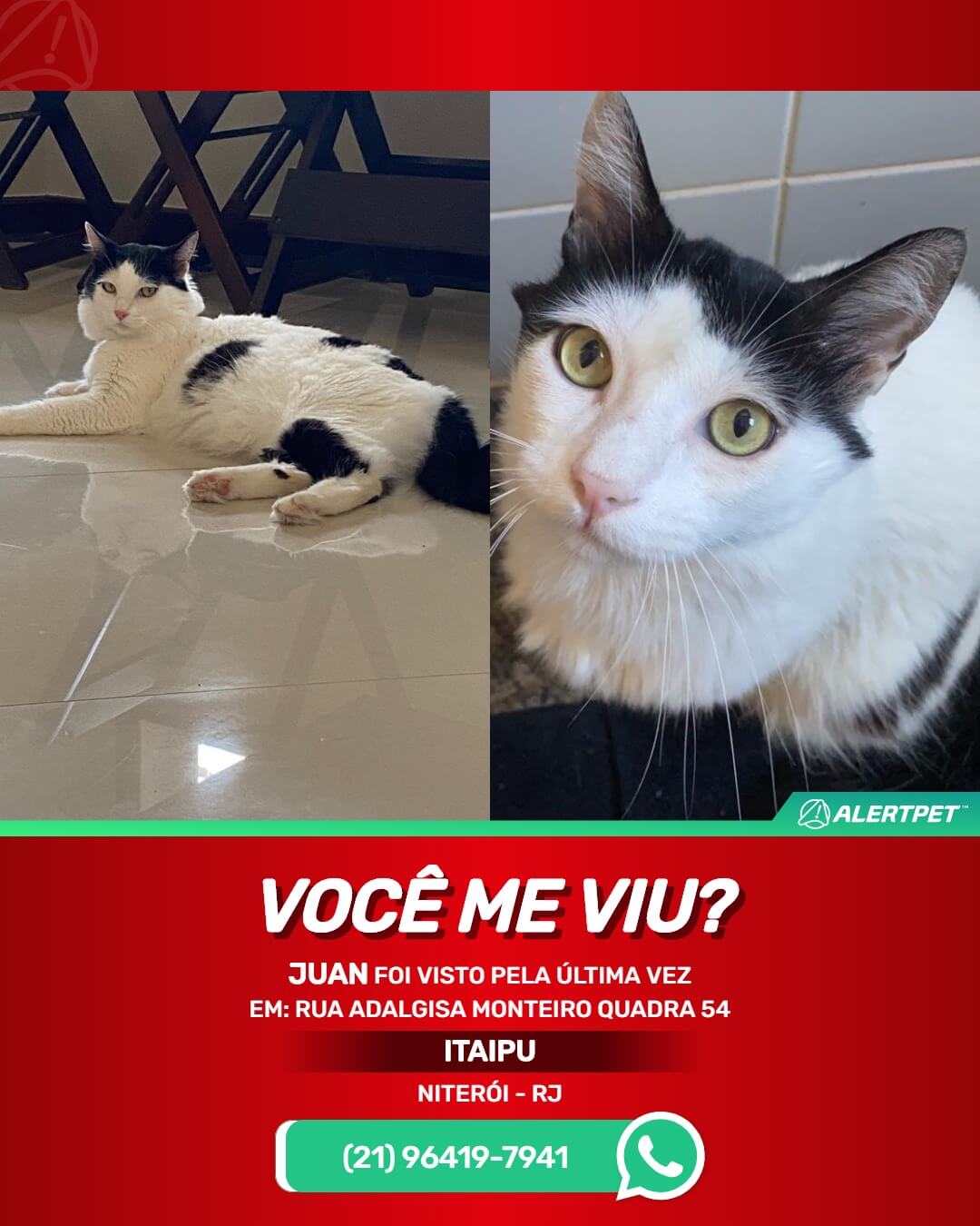 gato desaparecido em niterói rj