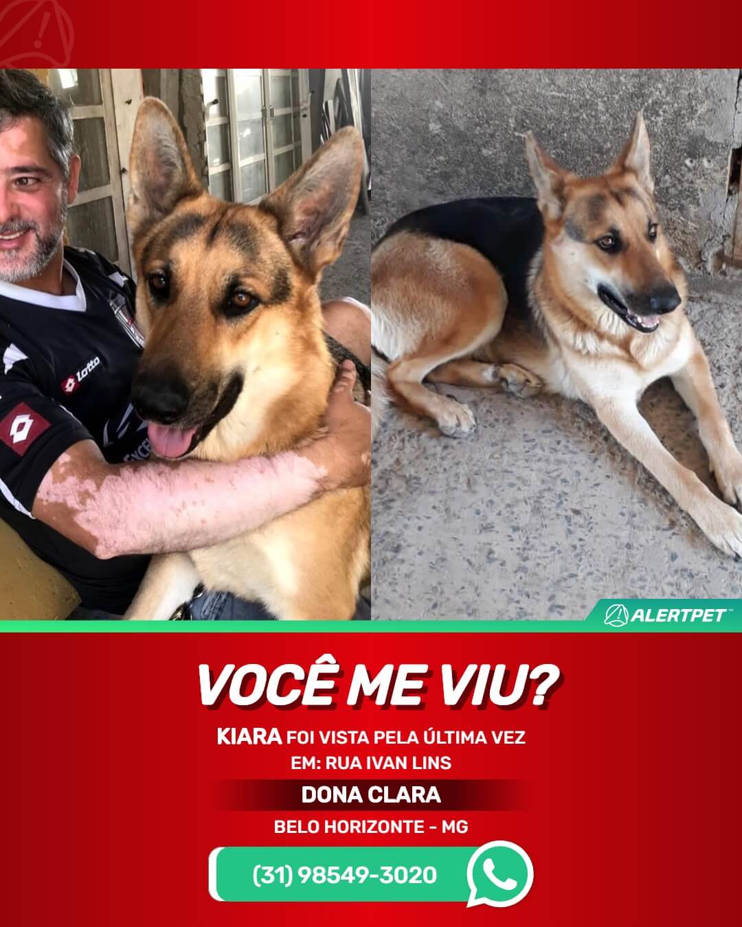 cachorro desaparecido belo horizonte pastor alemao mg