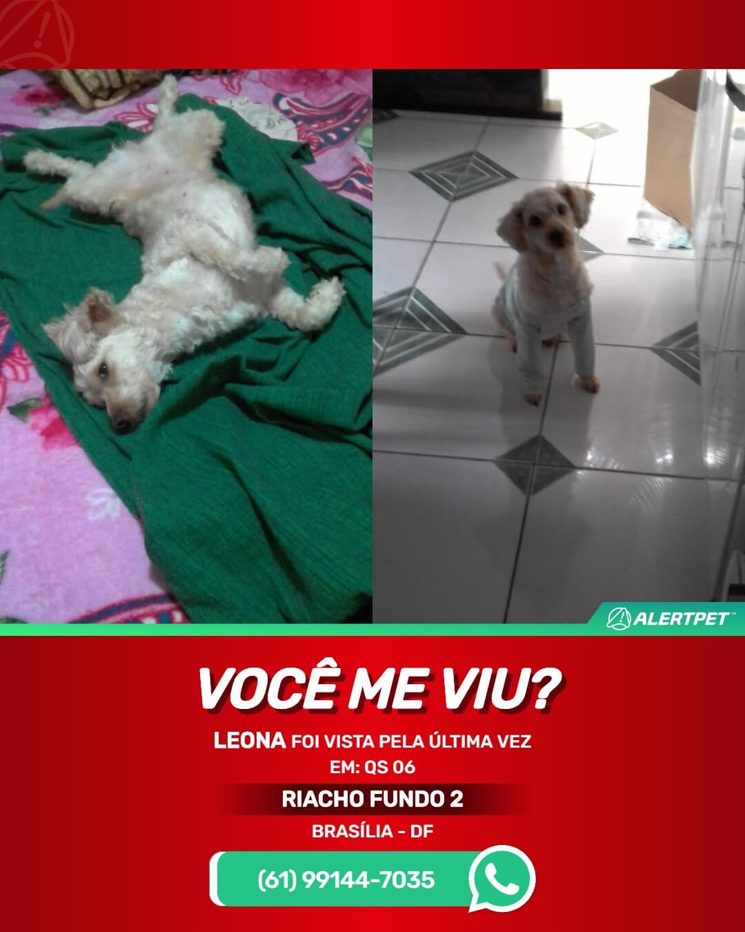 cachorra perdida em riacho fundo II brasilia df